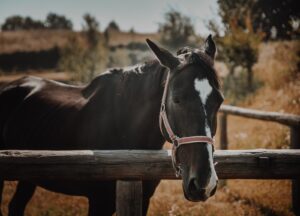 Cura del cavallo: Lorenzo d'Arpe Medico Veterinario è esperto di laminite nel cavallo, navicolite e in tutte le patologie del piede del cavallo. Come evitare un cavallo zoppo
