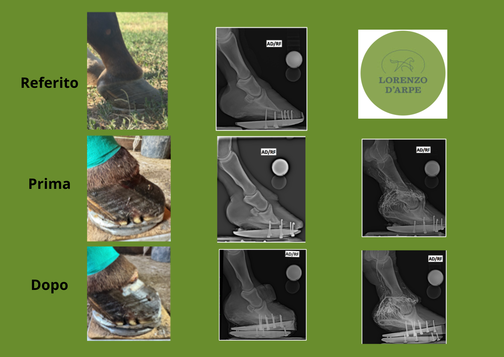 Radiografie poditriche e valutazione vascolare del piede del cavallo prima e dopo il trattamento